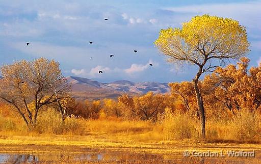 Bosque del Apache_73078.jpg - Photographed in the Bosque del Apache National Wildlife Refuge near San Antonio, New Mexico USA. 